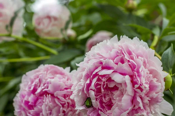 Peonie rosa cespuglio in fiore nel giardino estivo . — Foto Stock