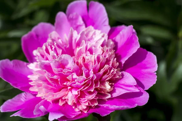 Цветущий розовый пион в летнем саду . — стоковое фото
