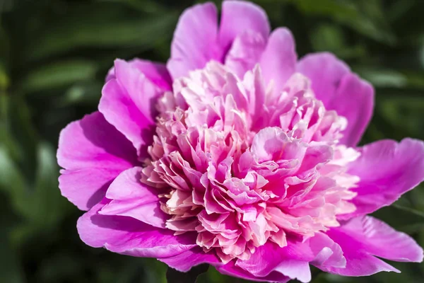 Peonia rosa in fiore nel giardino estivo . — Foto Stock