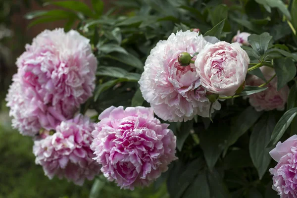 Цветущие розовые кусты в летнем саду . — стоковое фото