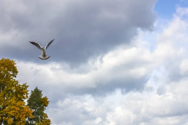 Seagull in flight in a gray sky in beautiful — Stock Photo, Image