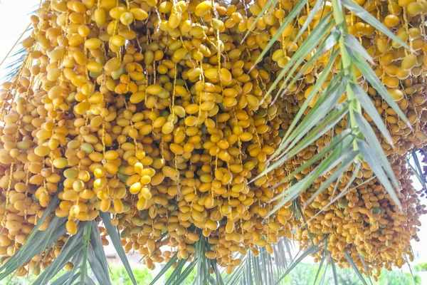 Ripe dates fruits on a palm branch hanging
