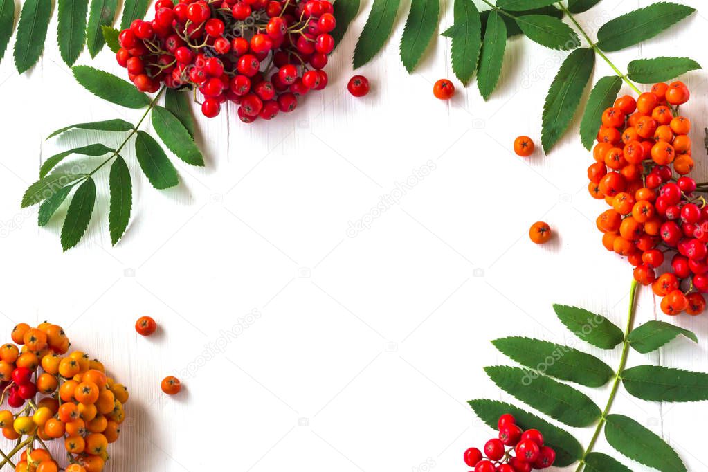 Autumn composition. Frame of leaves, rowan berries on a white wo