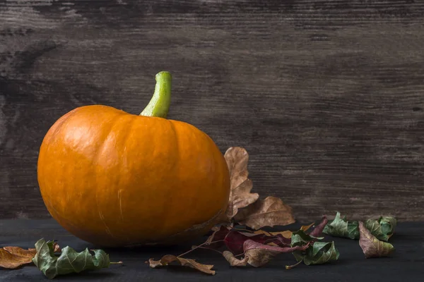 Fall Thanksgiving and Halloween pumpkin with dry leaves on a dar — Stock Photo, Image