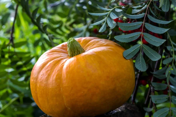 Autumn harvest pumpkin with rowan berries outdoors. — Stock Photo, Image