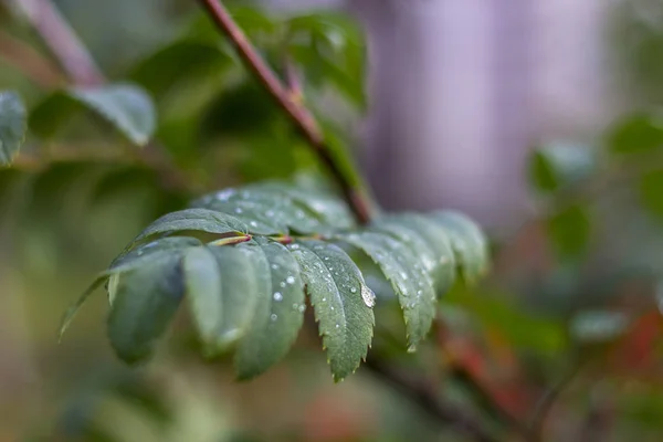 Green Rowan leaves with a drop of water. Natural and autumn — Stock Photo, Image