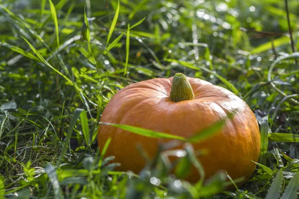 Autumn harvest pumpkin on a green grass outdoors. — Stock Photo, Image