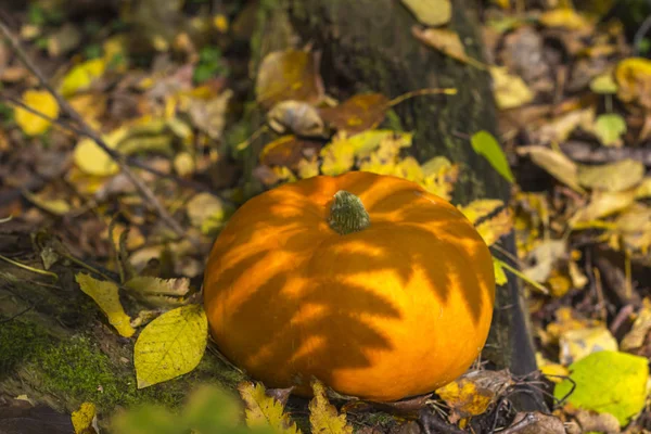 Fall harvest pumpkin on a green grass outdoors. Autumn compositi — Stock Photo, Image