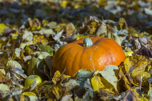 Fall harvest pumpkin on a green grass outdoors. Autumn compositi — Stock Photo, Image