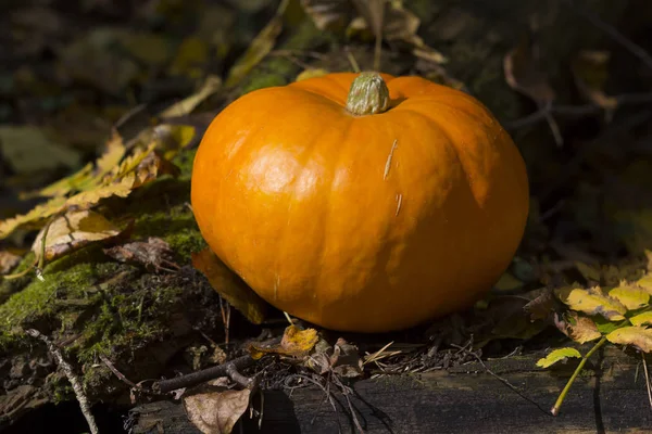 Fall harvest pumpkin on a green grass outdoors. Autumn compositi — Stock Photo, Image