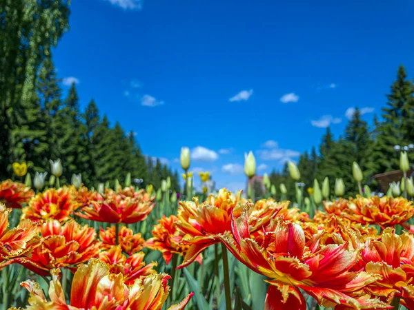 Colorful Red Orange Tulip Flowers Flowerbed City Park Natural Landscape — Stock Photo, Image