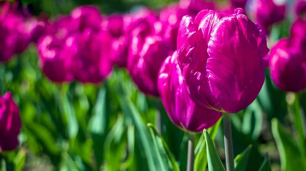 Bunte Lila Tulpenblüten Auf Einem Blumenbeet Stadtpark Naturlandschaft Leuchtende Blumen — Stockfoto