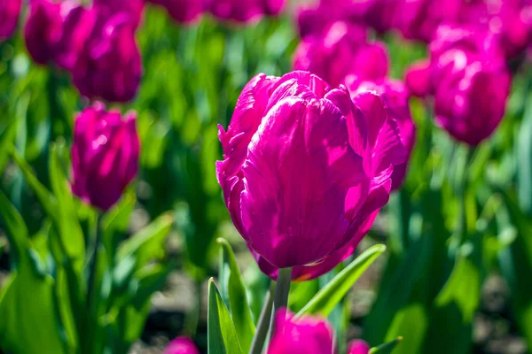 Барвисті Фіолетові Квіти Тюльпанів Клумбі Міському Парку Природний Ландшафт Яскраві — стокове фото