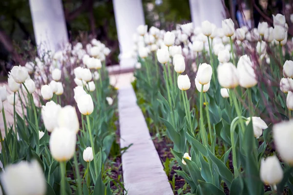 Natürliche Stadtlandschaft Weiße Tulpenblüten Auf Einem Blumenbeet Stadtpark Antike Rotunde — Stockfoto