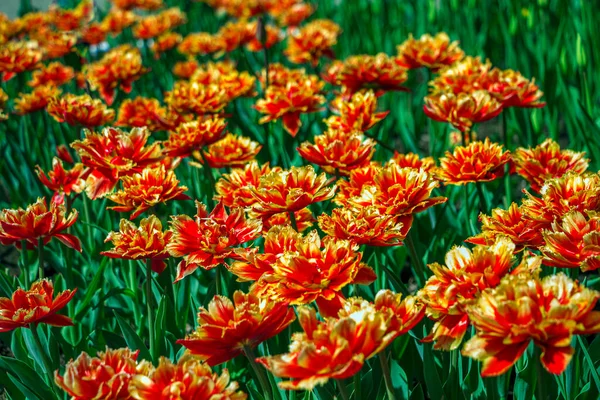 Bunte Rot Orangefarbene Tulpenblüten Auf Einem Blumenbeet Stadtpark Naturlandschaft Leuchtende — Stockfoto