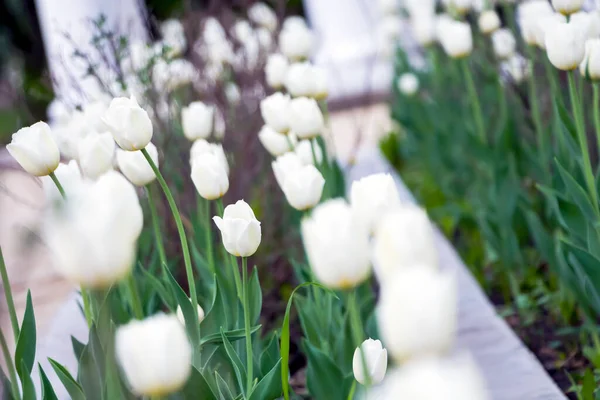 Natürliche Stadtlandschaft Weiße Tulpenblüten Auf Einem Blumenbeet Stadtpark Verschwommener Selektiver — Stockfoto