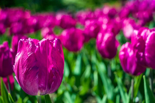 Bunte Lila Tulpenblüten Auf Einem Blumenbeet Stadtpark Naturlandschaft Leuchtende Blumen — Stockfoto