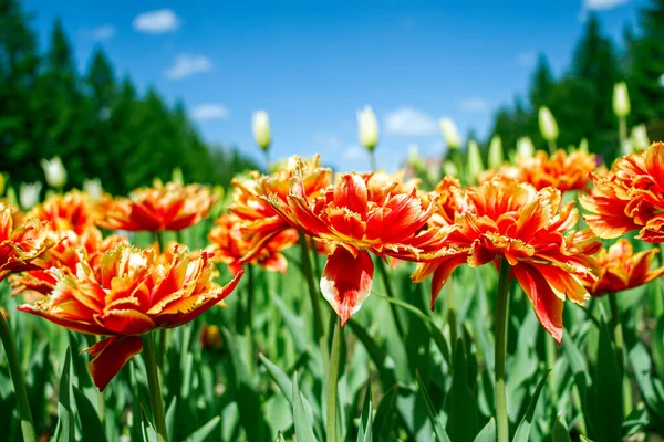 Барвисті Червоно Помаранчеві Квіти Тюльпанів Клумбі Міському Парку Природний Ландшафт — стокове фото