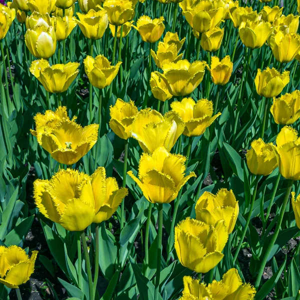 Bunte Gelbe Tulpenblüten Auf Einem Blumenbeet Stadtpark Naturlandschaft Ein Feld — Stockfoto