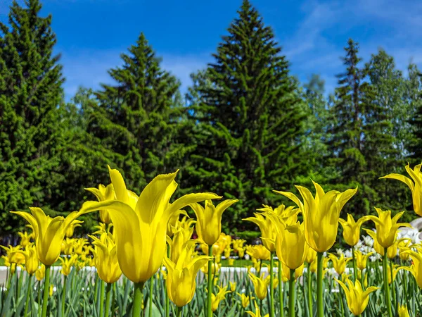 Барвисті Жовті Квіти Тюльпанів Клумбі Міському Парку Природний Ландшафт Поле — стокове фото