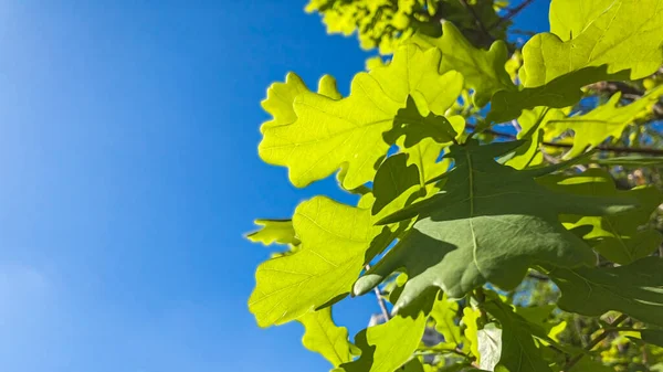 Green Juicy Leaves Young Oak Background Blue Sky Natural Botanical — Stock Photo, Image