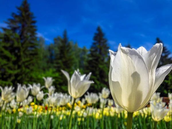 Барвисті Білі Квіти Тюльпанів Клумбі Міському Парку Природний Ландшафт Поле — стокове фото