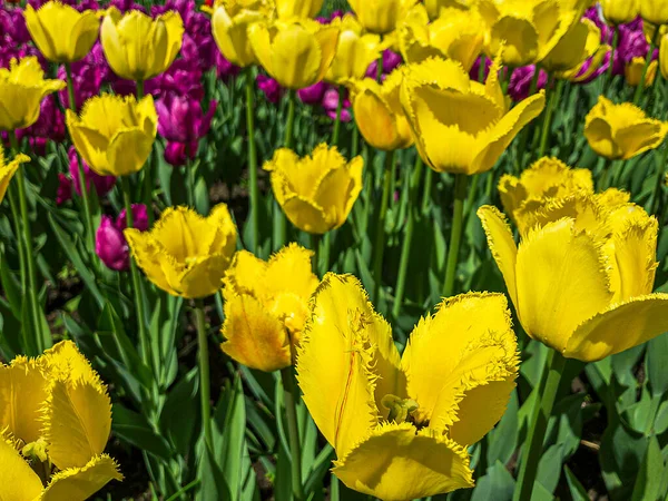 Bunte Gelbe Tulpenblüten Auf Einem Blumenbeet Stadtpark Naturlandschaft Ein Feld — Stockfoto