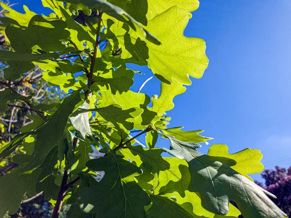 Green Juicy Leaves Young Oak Background Blue Sky Natural Botanical — Stock Photo, Image