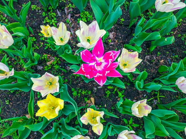 Fleurs Tulipes Roses Colorées Sur Lit Fleurs Dans Parc Ville — Photo