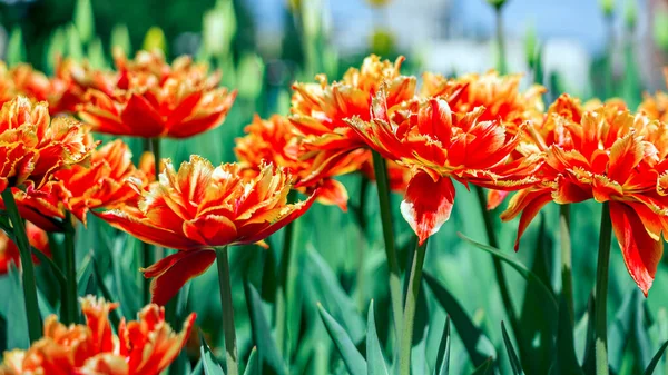 Барвисті Червоно Помаранчеві Квіти Тюльпанів Клумбі Міському Парку Природний Ландшафт — стокове фото