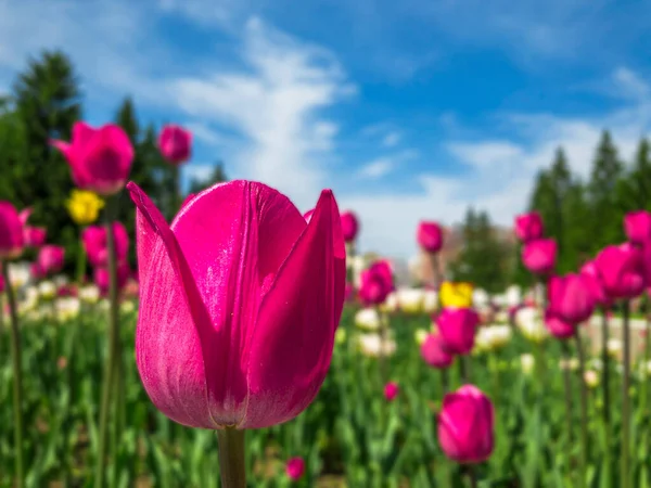 Барвисті Рожеві Квіти Тюльпанів Клумбі Міському Парку Природний Ландшафт Поле — стокове фото