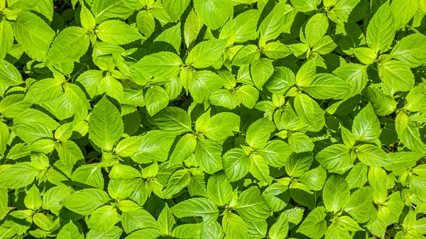 Latar Belakang Alami Pola Botani Dengan Daun Hijau Segar Yang — Stok Foto