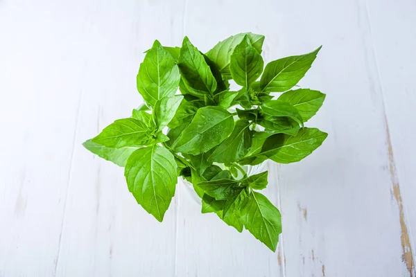 Bando Manjericão Verde Fresco Frasco Vidro Sobre Fundo Branco Planta — Fotografia de Stock