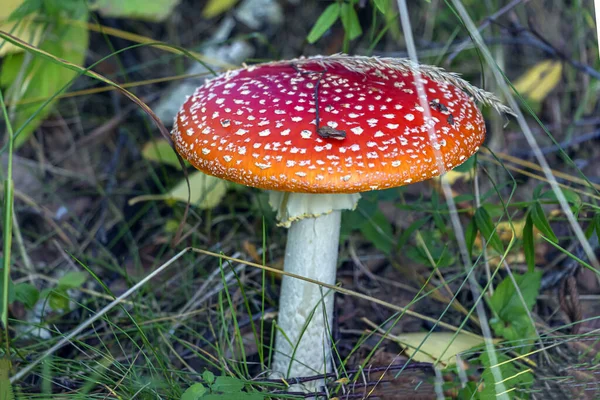 Mouche Agaric Mouche Champignon Amanita Amanita Muscaria Dans Prairie Forestière — Photo