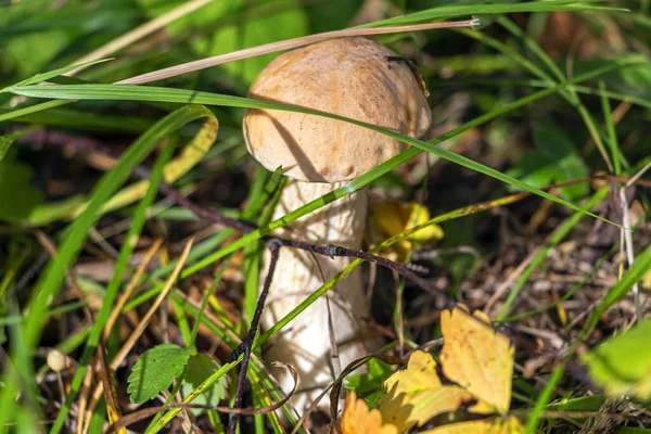 Champignon Dans Prairie Forestière Boletus Edulis Champignon Blanc Alimentation Végétarienne — Photo