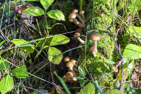 Champignons Armillaria Poussent Sur Souche Arbre Dans Forêt Par Une — Photo