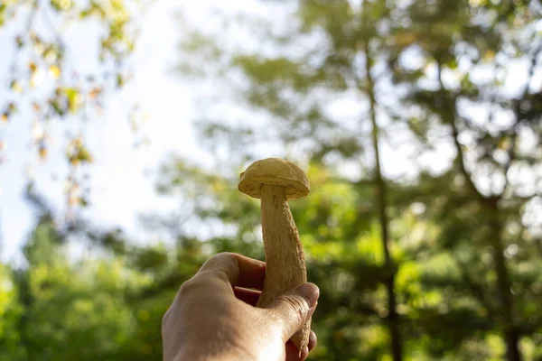 Des Mains Féminines Tenant Des Champignons Dans Pré Forestier Boletus — Photo