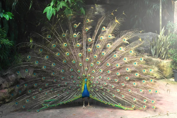 Belo Pavão Com Cauda Espalhada Asas Zoológico Reserva — Fotografia de Stock