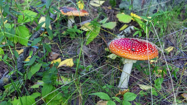 Mouche Agaric Mouche Champignon Amanita Amanita Muscaria Dans Prairie Forestière — Photo