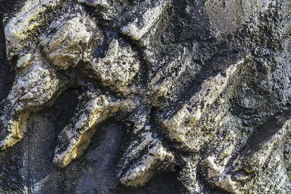화석의 인공물은 어린이 박물관의 석벽에 텍스처 — 스톡 사진