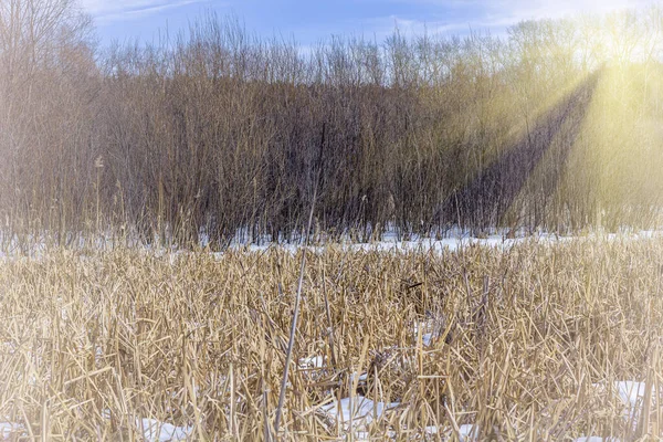 Kış Doğal Manzarası Gün Batımında Mavi Gökyüzüne Karşı Çıplak Ağaçlar — Stok fotoğraf