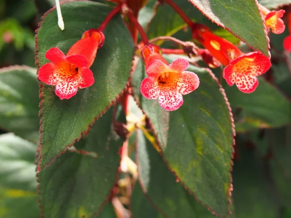 ดอกไม แดงและใบไม เขตร ขอบส แดง Royal Botanic Garden Sydney — ภาพถ่ายสต็อก