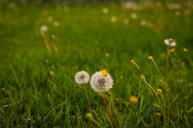 Bir karahindiba tarlası. Yeşil çimlerde karahindibalar.