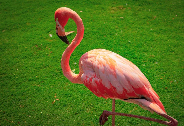 Roze Flamingo Een Groene Achtergrond — Stockfoto