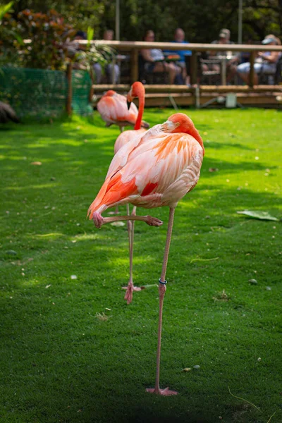 Flamingo Rosa Fundo Verde — Fotografia de Stock