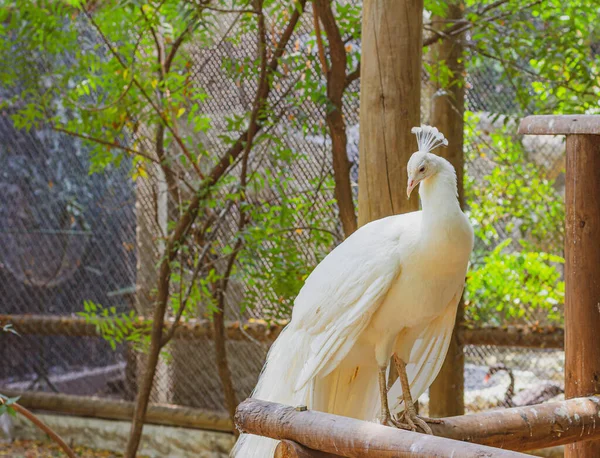 Pavo Real Blanco Zoológico Contacto — Foto de Stock