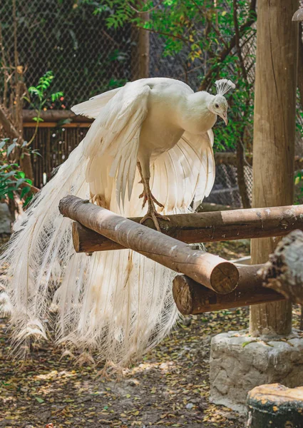 Белый Павлин Контактном Зоопарке — стоковое фото