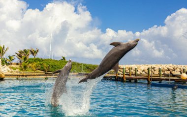 Yunuslar sudan fırlıyor. Yunusevi