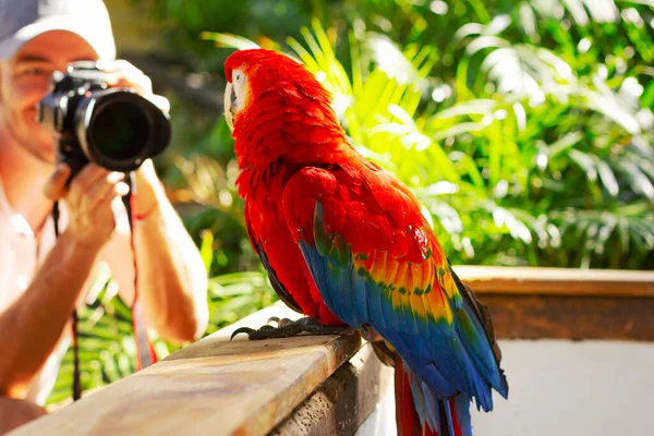 Red Yellow Macaw — Stock Photo, Image