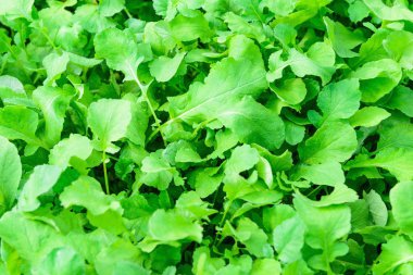 Arka plandaki yeşil bitkilerden arka plan